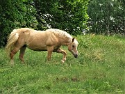 73 Cavallo al pascolo